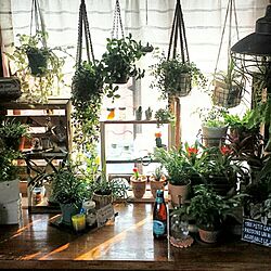 植物/【植中毒】/植物のある暮らし/出窓/DIY...などのインテリア実例 - 2016-06-14 21:07:57