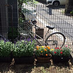 植物/庭/寄せ植え/ガーデンのインテリア実例 - 2014-05-30 13:51:08