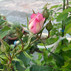薔薇/今日の薔薇/庭/バラ/バス/トイレのインテリア実例 - 2022-05-07 06:28:30