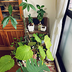 ニトリ/植物/雑貨/植木鉢/ナチュラルインテリア...などのインテリア実例 - 2019-03-28 08:17:22