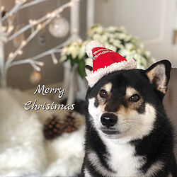 柴犬と暮らす/メリークリスマス/クリスマス/花のある暮らし/リビングのインテリア実例 - 2020-12-25 16:23:21