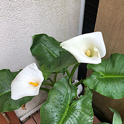 白い花/記録用pic/お花のある暮らし/春/庭...などのインテリア実例 - 2022-04-27 11:03:12