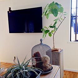 エアプランツ/テディベア/鳥籠/植物/壁掛けテレビのインテリア実例 - 2013-10-27 11:46:22
