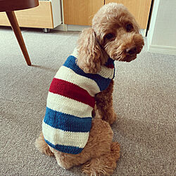 可愛い犬の手編み服/トリコロール/トリコロールカラー/棒針編み/編み物...などのインテリア実例 - 2022-12-30 22:52:25
