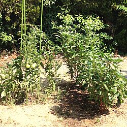 玄関/入り口/庭/野菜の収穫のインテリア実例 - 2013-08-15 10:19:52