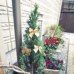 玄関/入り口/クリスマス/スギの木/ツリー飾り/シクラメン鉢植え...などのインテリア実例 - 2019-12-20 20:49:57