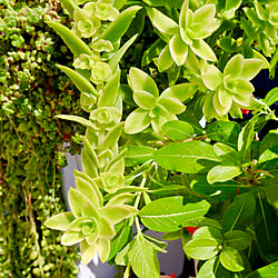 火祭り/多肉植物寄せ植え/多肉植物のある暮らし/グリーンのある暮らし/緑のある暮らし...などのインテリア実例 - 2022-08-27 20:35:06