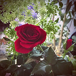 ミニ薔薇♡/バラ/いいね！ありがとうございます(*^^*)/緑と花と暮らす/見て頂きありがとうございます⑅︎◡̈︎*...などのインテリア実例 - 2022-07-20 07:36:53