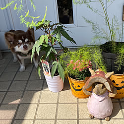 ウサギの置物/植物園/ありがとうございます♡/いいね、フォロー本当に感謝デス☺︎/いいね押し逃げごめんなさい(>_<)...などのインテリア実例 - 2020-09-01 08:27:17