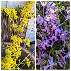 玄関/入り口/庭の花/朝日浴びてる/季節の花/花のある暮らし+..・* ❁...などのインテリア実例 - 2021-03-24 07:34:50