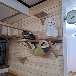 壁/天井/中古住宅/猫のいる暮らし/ねこと暮らす/キャットウォークDIY...などのインテリア実例 - 2023-02-22 19:32:57