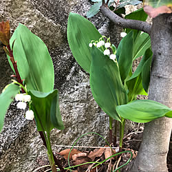 すずらん増えてくれないかなぁ/すずらんの花/鈴蘭/すずらん/庭のお花...などのインテリア実例 - 2022-04-23 17:05:57