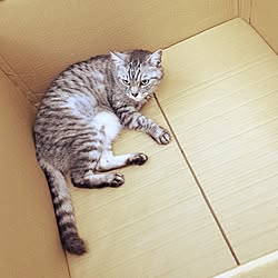 箱ねこ/ダンボール/ねこ/初投稿☺︎のインテリア実例 - 2016-09-24 16:23:57