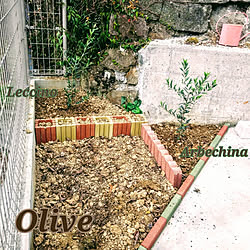 部屋全体/〇〇のある暮らし/花壇/Olive/庭のある暮らし...などのインテリア実例 - 2020-01-24 12:43:00