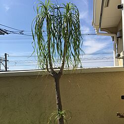 部屋全体/観葉植物のインテリア実例 - 2016-08-04 14:34:43