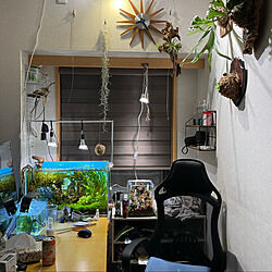 みどりのある暮らし/観葉植物/ビカクシダ/ワークデスク/アクアリウムADA...などのインテリア実例 - 2021-04-04 20:30:45