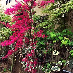 玄関/入り口/鮮やかなピンク/グリーン/にわ/狭い庭のインテリア実例 - 2016-04-16 13:36:46