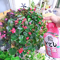 玄関/入り口/ガーデニング/花のある暮らし/害虫対策/アースガーデン...などのインテリア実例 - 2024-04-08 16:37:43