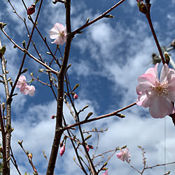 アーコレイド/自宅庭/桜/RCの出会いに感謝♡/花のある暮らし...などのインテリア実例 - 2020-04-01 14:45:47