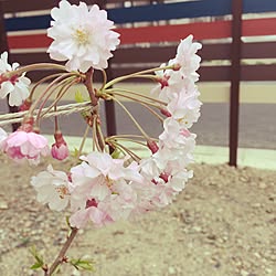 玄関/入り口/連投失礼します/ジャンクにしたいのに桜？/枝垂れ桜/記念樹...などのインテリア実例 - 2015-04-01 14:20:23