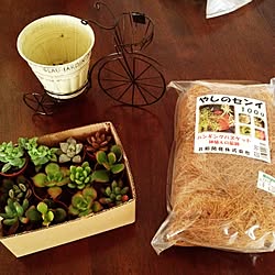 部屋全体/多肉植物/本日の戦利品♡/sun parkのインテリア実例 - 2014-03-09 16:56:30