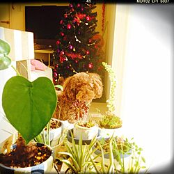 リビング/クリスマスツリー/植物/トイプードルのインテリア実例 - 2013-12-02 11:27:21