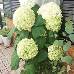 玄関/入り口/植物と暮らす/わんこと暮らす/ひとりと1匹暮らし/ひとり暮らし...などのインテリア実例 - 2023-06-22 12:21:48