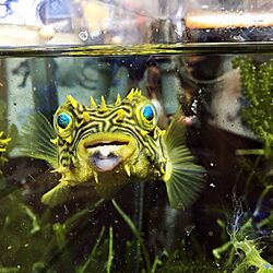 リビング/aquarium のインテリア実例 - 2017-06-08 05:30:49