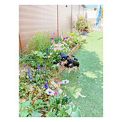 花壇ＤＩＹ/ウッドフェンス/すっきり暮らしたい/人工芝の庭/庭...などのインテリア実例 - 2021-04-25 14:45:55