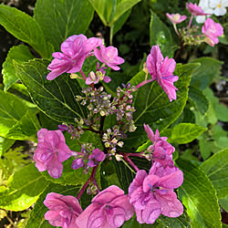 花のある暮らし/いつもいいね！ありがとうございます♪/みなさんの素敵なお部屋憧れます/みていただきありがとうございます❤️/紫陽花...などのインテリア実例 - 2022-06-08 08:52:32