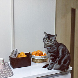 猫との生活/昭和のお家/猫ちゃんばかりでごめんなさい/キッチンのインテリア実例 - 2022-01-05 11:00:14