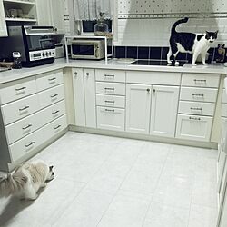 キッチン/猫のいる日常のインテリア実例 - 2016-01-22 22:02:44