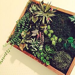 バス/トイレ/ハンドメイド/観葉植物/ガーデニング/多肉植物...などのインテリア実例 - 2015-12-15 14:22:34