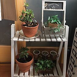 玄関/入り口/雑貨/多肉植物/楽天で買ったもの/観葉植物...などのインテリア実例 - 2017-01-12 10:39:06