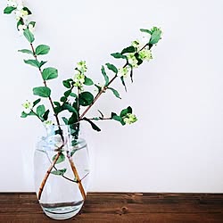 棚/植物/NO GREEN NO LIFEのインテリア実例 - 2015-02-16 13:10:14