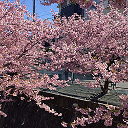 部屋全体/河津桜が満開でした！/桜/ひな祭り/可愛い♡...などのインテリア実例 - 2024-03-08 19:57:18