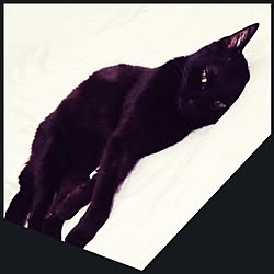 埋もれてる/暑くてグッタリ/black cat/黒猫/ペット...などのインテリア実例 - 2015-06-04 00:29:12