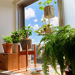 出窓/出窓ディスプレイ/シダ植物/観葉植物/棚...などのインテリア実例 - 2021-10-29 12:55:31
