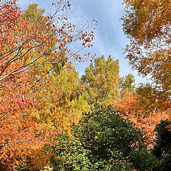 気分転換に‥♪/花粉症は辛いよ〜/秋の紅葉/晴れ12℃/ウェルビーイング...などのインテリア実例 - 2022-11-10 23:24:18