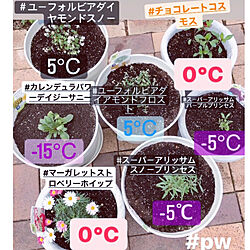 植木鉢/鉢植え/PWの花苗/PWアンバサダー/PW育ててみた...などのインテリア実例 - 2021-10-16 23:08:35