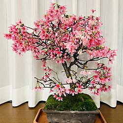 桜の盆栽/棚のインテリア実例 - 2024-02-27 18:26:52