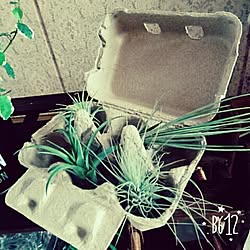 棚/セリア/植物園化 計画！/植物欲が止まらない/植物中毒...などのインテリア実例 - 2016-05-29 04:26:43