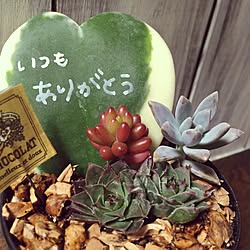 棚/多肉植物/DIY棚/多肉バカ♡/IG⇨hanahinasisters...などのインテリア実例 - 2016-04-09 18:08:15