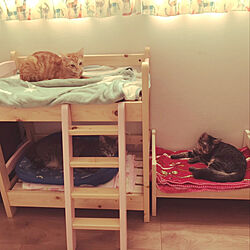 猫ベッド/ねこと暮らす/3匹の猫と暮らす/ねこのいる生活/猫がよろこぶ快適な部屋づくり...などのインテリア実例 - 2022-02-22 08:31:07