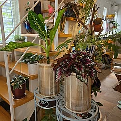 壁/天井/観葉植物/観葉植物のある暮らし/花のある暮らし/窓辺のインテリア...などのインテリア実例 - 2024-05-01 19:11:40