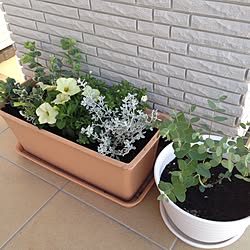 玄関/入り口/寄せ植え初心者/寄せ植え/玄関前/ユーカリグニー...などのインテリア実例 - 2017-05-28 17:08:13