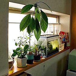 窓辺のインテリア/観葉植物のインテリア実例 - 2024-04-24 19:42:40