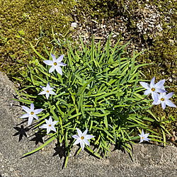 昨日まで肌寒い日/花言葉(悲しい別れ)/ハナニラ/山野草/晴れ14℃...などのインテリア実例 - 2022-04-17 13:48:46