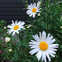 白いお花が好き♡/白いお花/マーガレット/地植え/花壇...などのインテリア実例 - 2020-05-05 16:10:34