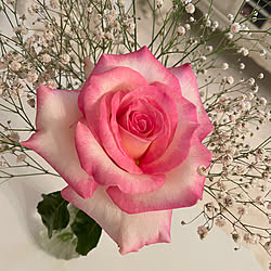 ホワイトインテリア/薔薇のある暮らし/薔薇が好き♡/薔薇のある庭/ばらが好き♡...などのインテリア実例 - 2023-05-29 21:17:08